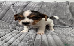 Jack Russell dogs for sale: Pure bred merle short legged jack Russell  - Image 6