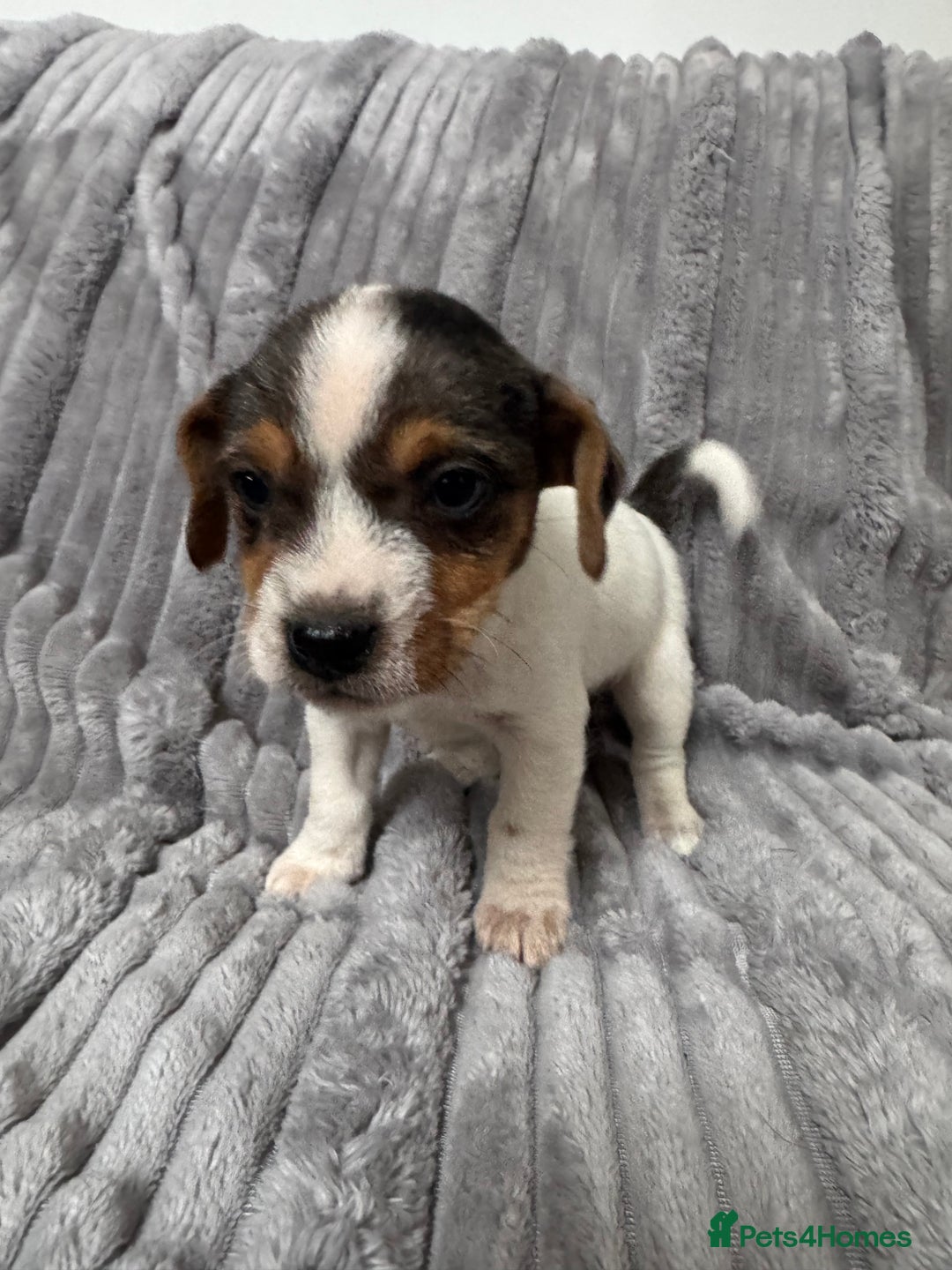 Jack Russell dogs for sale: Pure bred merle short legged jack Russell  - Image 6