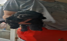 Cocker Spaniel dogs for sale: Only 1 boy left READY TO GO show Cockers  - Image 5