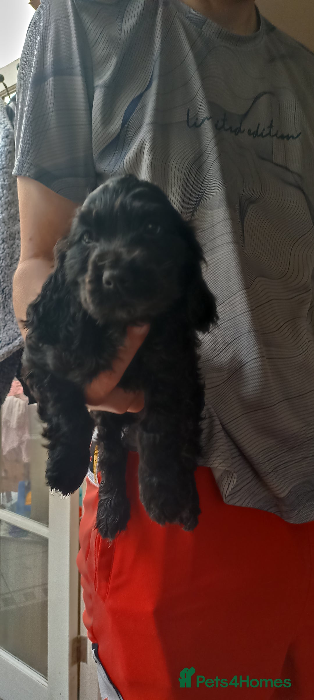 Cocker Spaniel dogs for sale: Only 1 boy left READY TO GO show Cockers  - Image 5