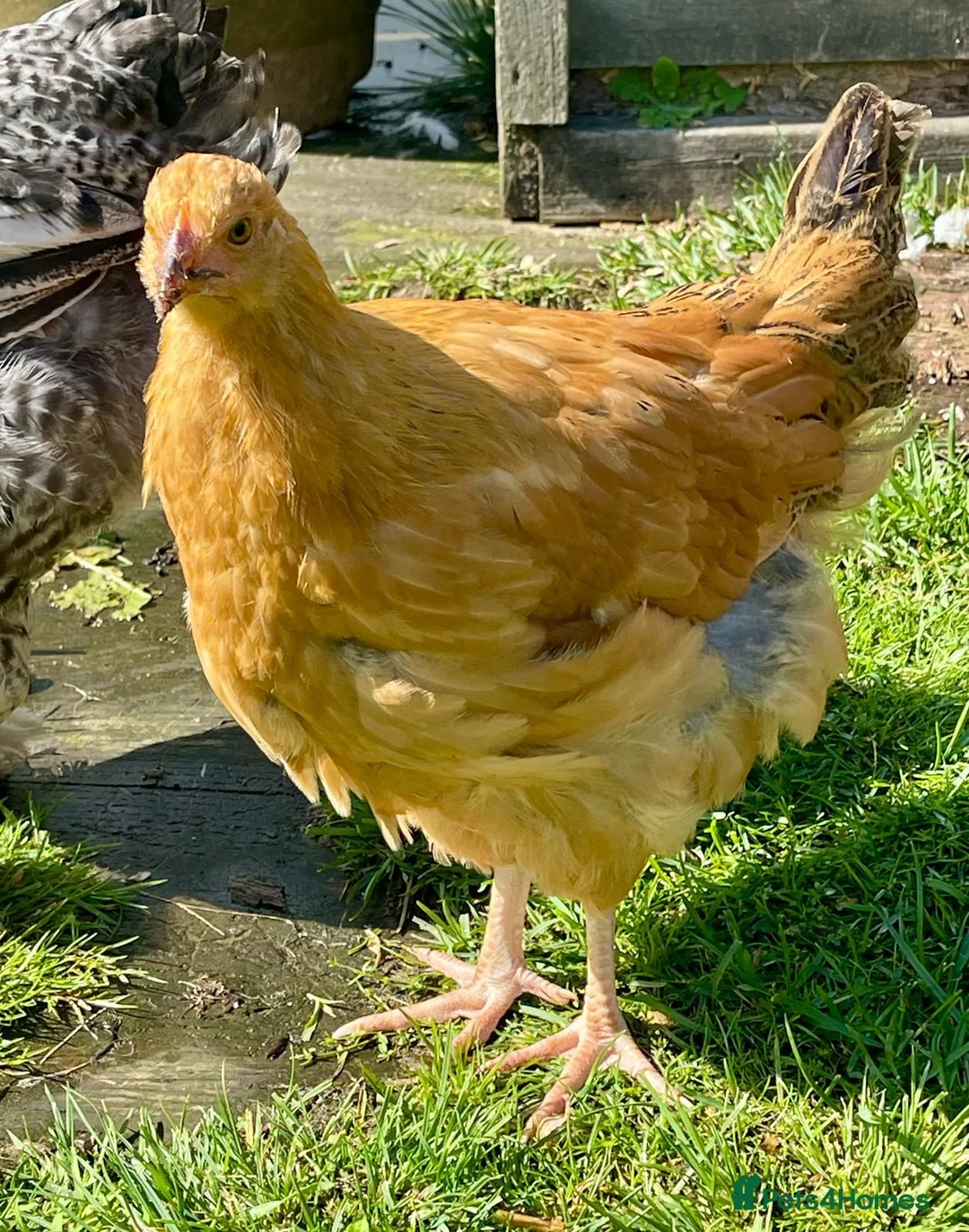 Mixed Breed poultry for sale:  2 Cockerels & 2 Pullets. Mixed Breed   in Brampton - Advert 4