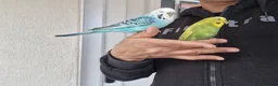 Budgerigars birds for sale: Super Silly hand tamed budgies  - Advert 14