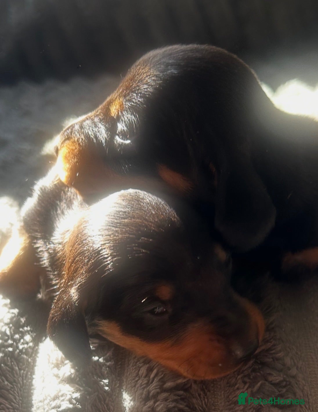Dachshund dogs QUALITY KC STANDARD SMOOTH DAHSHUNDS  - Advert 2