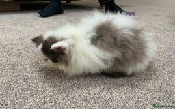 Persian cats for sale: 2 very unique colour Persian boys  - Image 2
