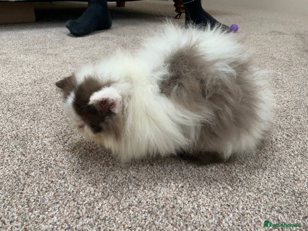 Persian cats for sale: 2 very unique colour Persian boys  - Image 2