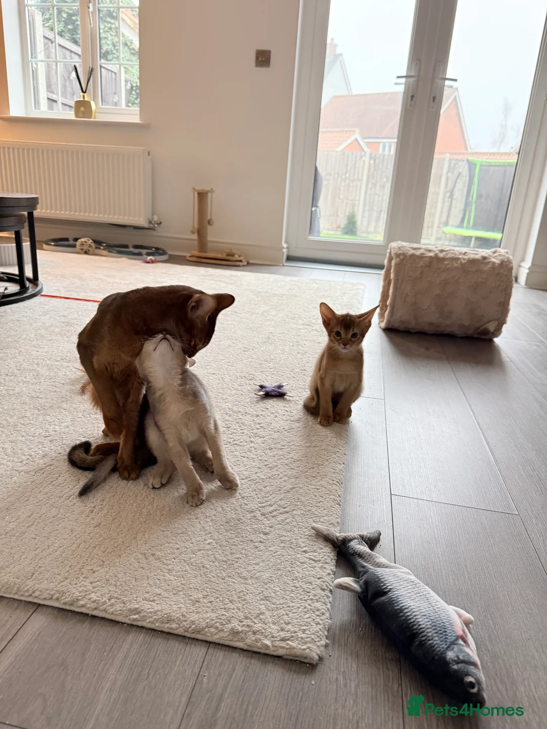 Abyssinian cats for sale: Abyssinian Kittens 🐾 - Advert 9