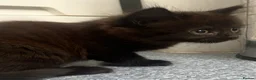 Mixed Breed cats for sale: Beautiful Black/Brown Kittens  in Bracknell - Advert 3