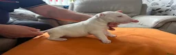 English Bull Terrier dogs for sale: beautiful KC registered bull terrier pups - Advert 14