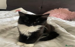 British Shorthair cats for sale: Black and White Kittens - Image 2