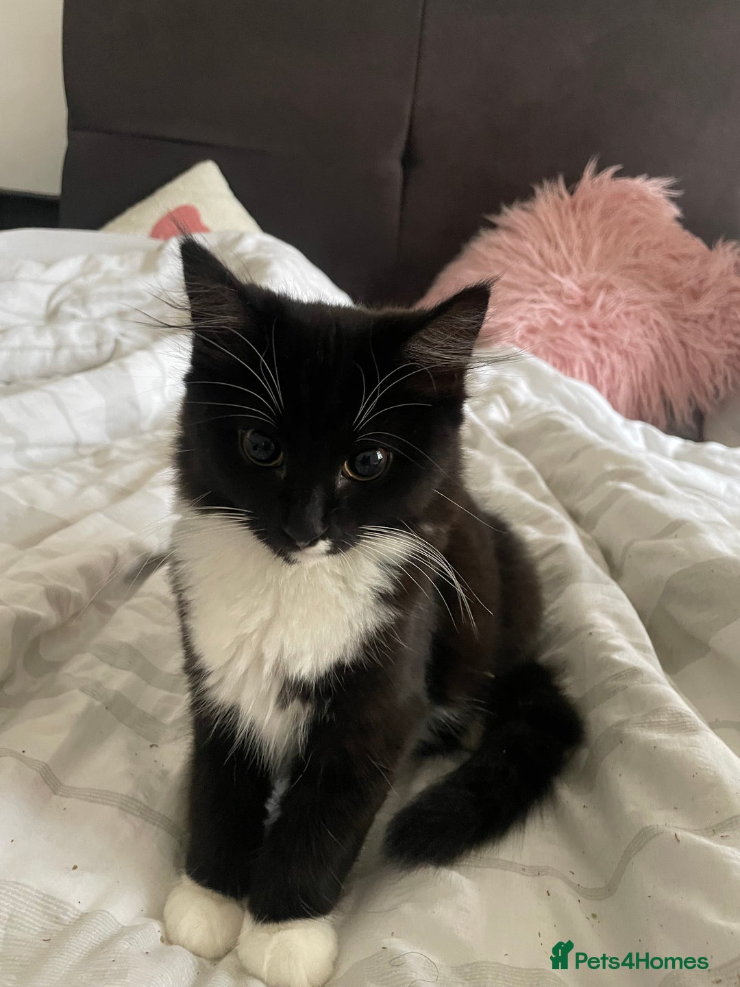 British Shorthair cats for sale: Black and White Kittens - Image 2