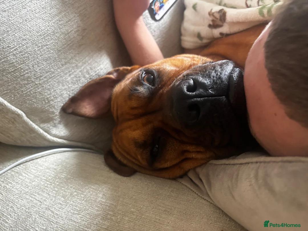 Mixed Breed dogs for sale: Maya dog in Glasgow - Advert 1