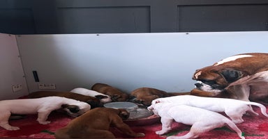 Boxer dogs - Advert 9