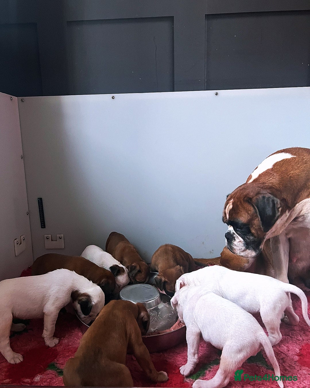 Boxer dogs for sale: Kc Beautiful White Boxer Boys   - Image 2