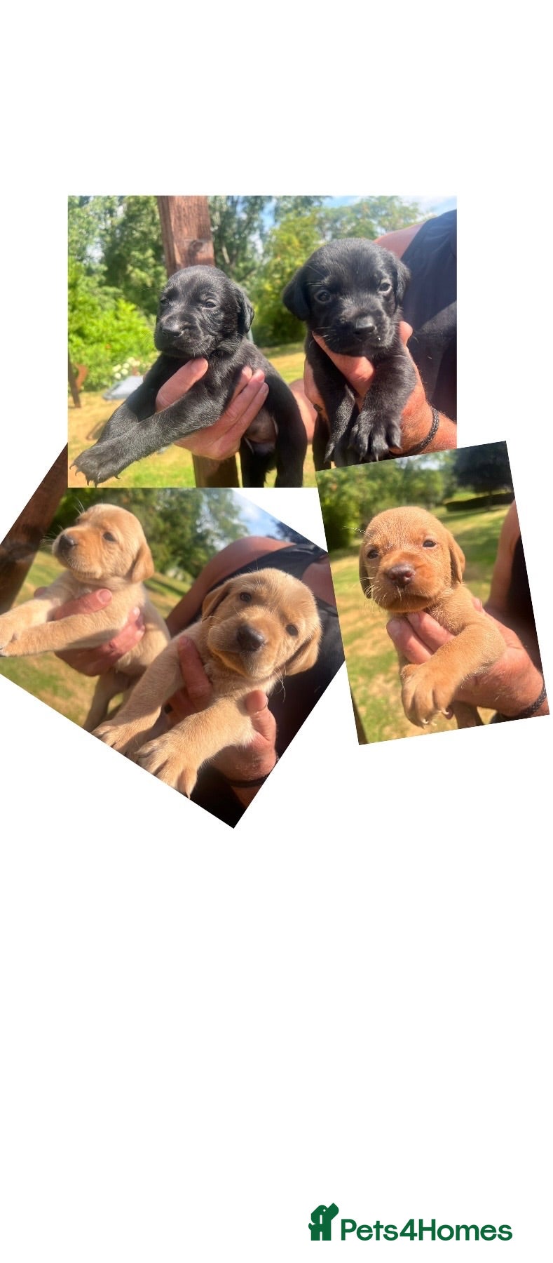 Labrador Retriever dogs KC BLACK FOX. RED YELLOW LAB PUPS HEALTH TESTED - Advert 9