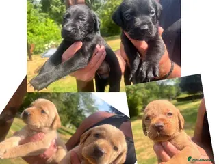 Labrador Retriever dogs KC BLACK FOX. RED YELLOW LAB PUPS HEALTH TESTED - Advert 9