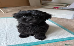 Maltipoo dogs for sale: Miniature F1 Maltipoo puppy - Image 3