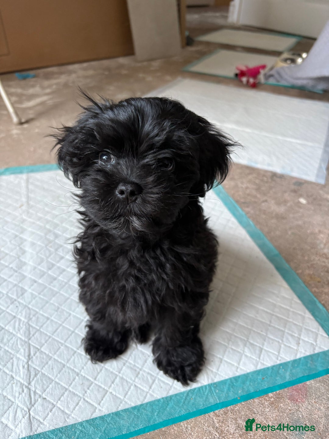 Maltipoo dogs for sale: Miniature F1 Maltipoo puppy - Image 3