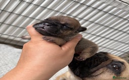 French Bulldog dogs for sale: French bull dog pups for sale - Image 3