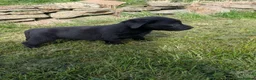 Labrador Retriever dogs for sale: Beautiful KC Labrador Puppies - Advert 6