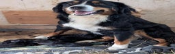Bernese Mountain Dog dogs for sale: Reversed Bernese Mountain Dog Puppies - Advert 2