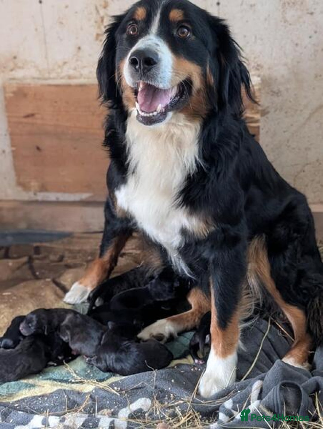 Bernese Mountain Dog dogs for sale: Reversed Bernese Mountain Dog Puppies - Advert 2