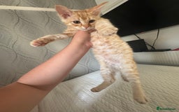 Ragdoll cats for sale: Beautiful Ragdoll X kittens  - Image 1