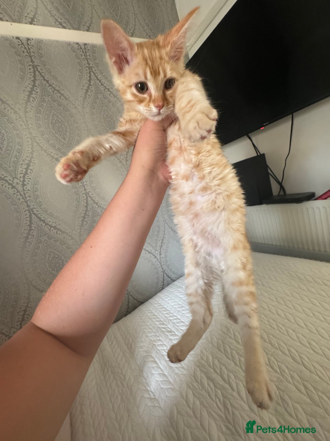 Ragdoll cats for sale: Beautiful Ragdoll X kittens  - Image 1