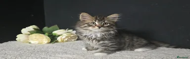 Siberian Kitten 1