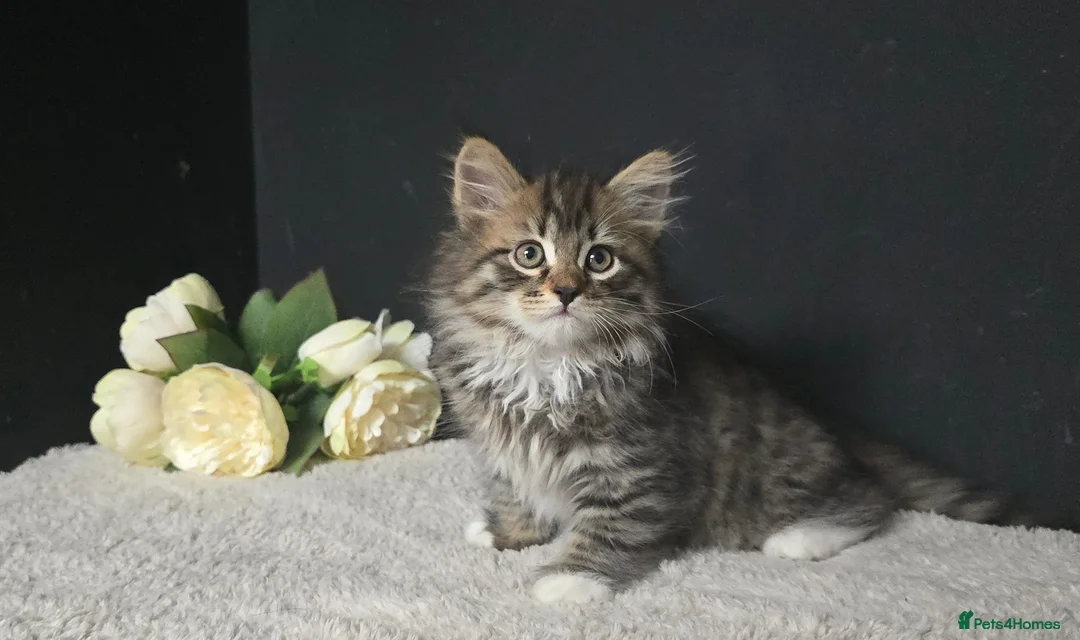 Siberian cats for sale: Siberian kittens looking for new homes  - Advert 2