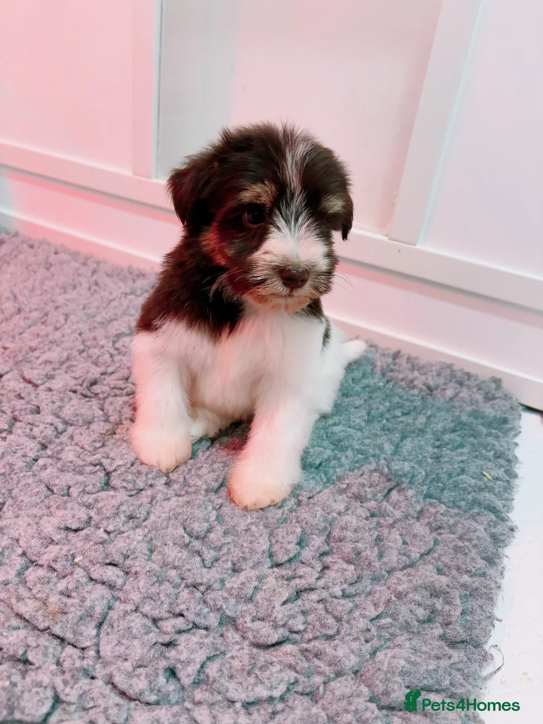 Miniature Schnauzer dogs for sale: SOLD KC Reg Miniature Schnauzers - Advert 1