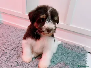 Miniature Schnauzer dogs 1 girl left KC Reg Miniature Schnauzers - Advert 5