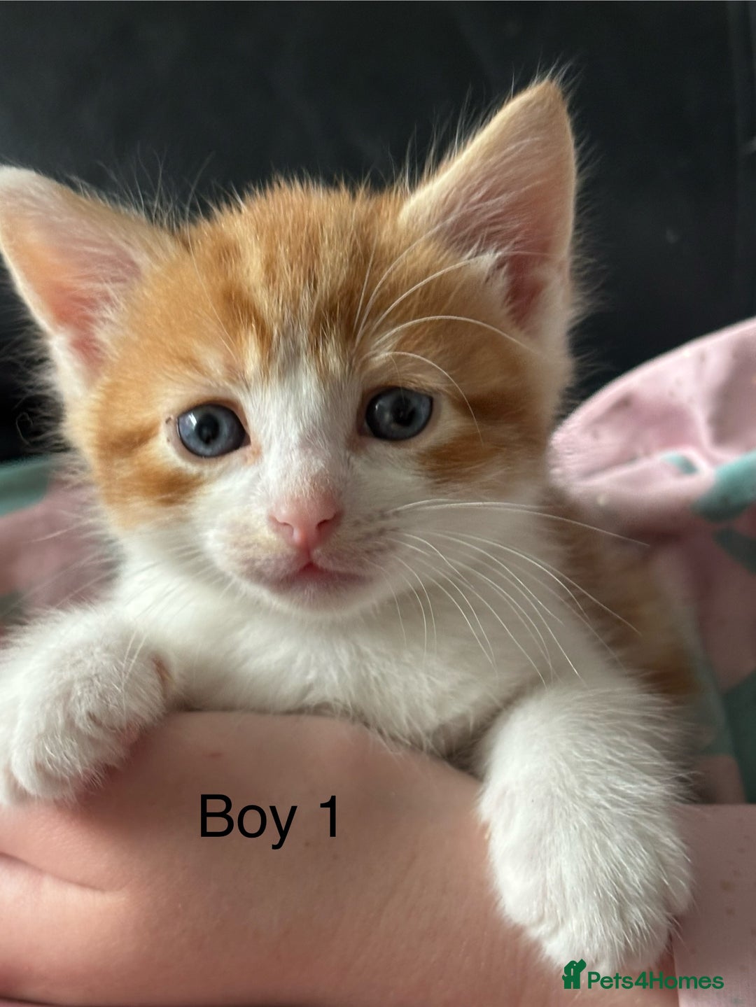 Mixed Breed cats for sale: 4 Gorgeous little boys  - Image 36