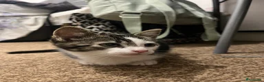 Tabby and white Male