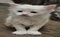 Maine Coon cats for sale: Maine coon kittens for sale  - Advert 3