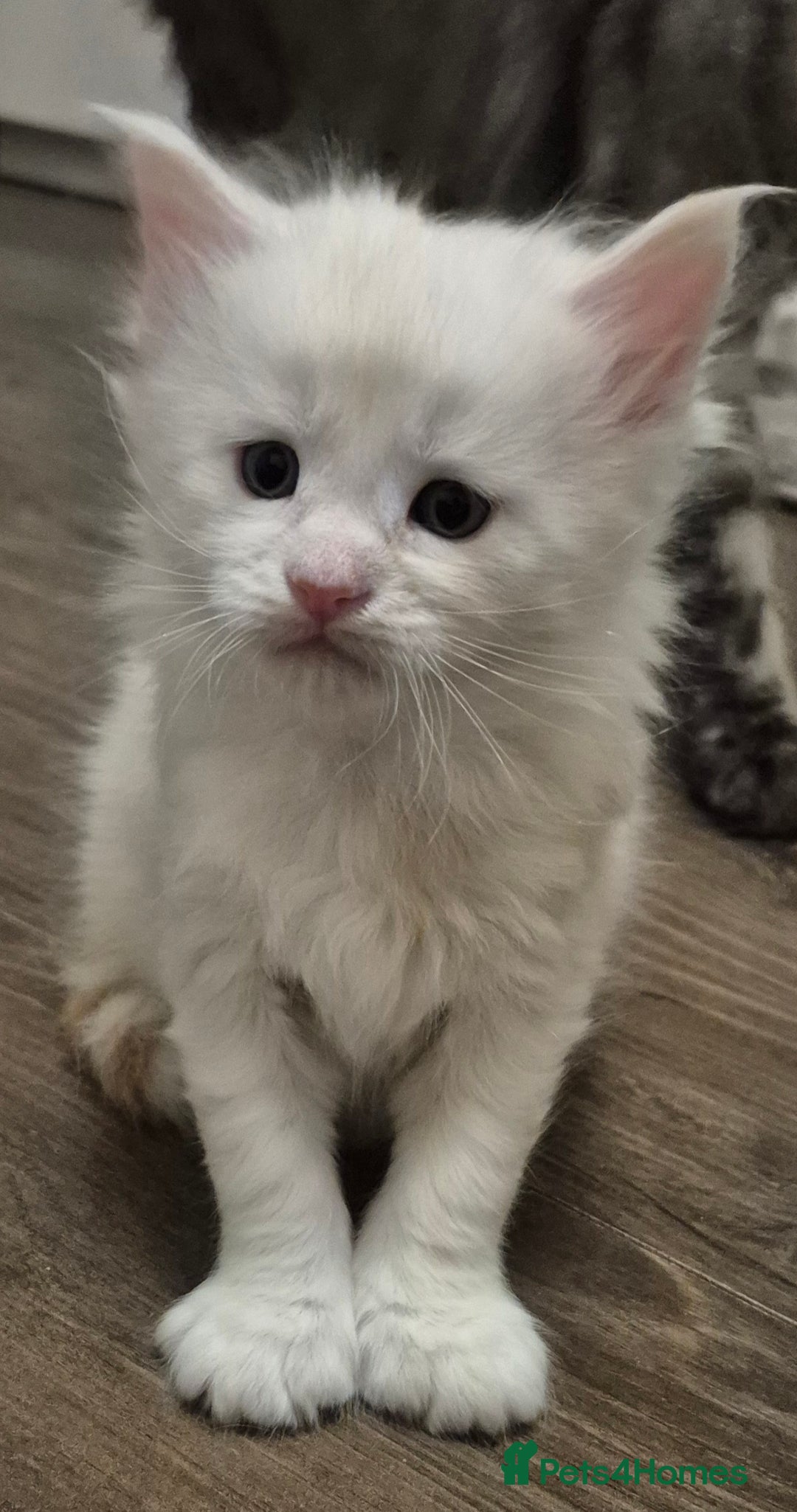 Maine Coon cats for sale: Maine coon kittens for sale  - Advert 3