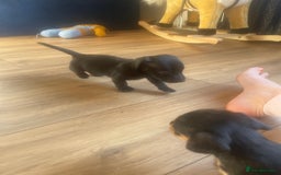 Mixed Breed dogs for sale: Beautiful puppies - Image 8