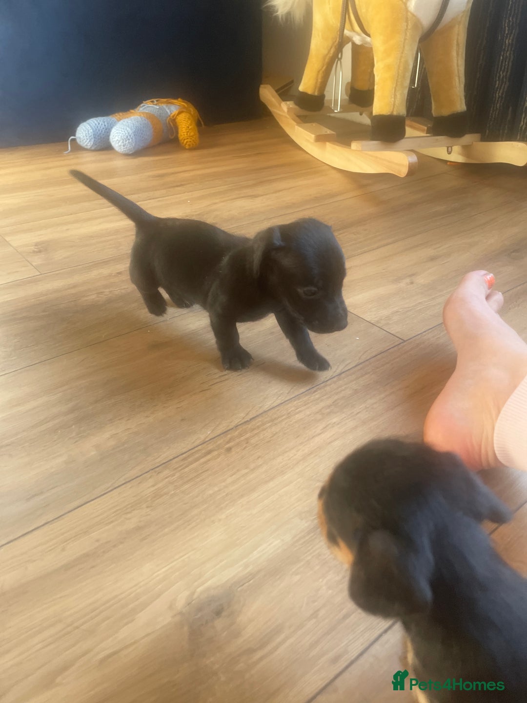 Mixed Breed dogs for sale: Beautiful puppies - Image 8