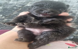 Pomeranian dogs for sale: Beautiful litter of poms  - Image 11