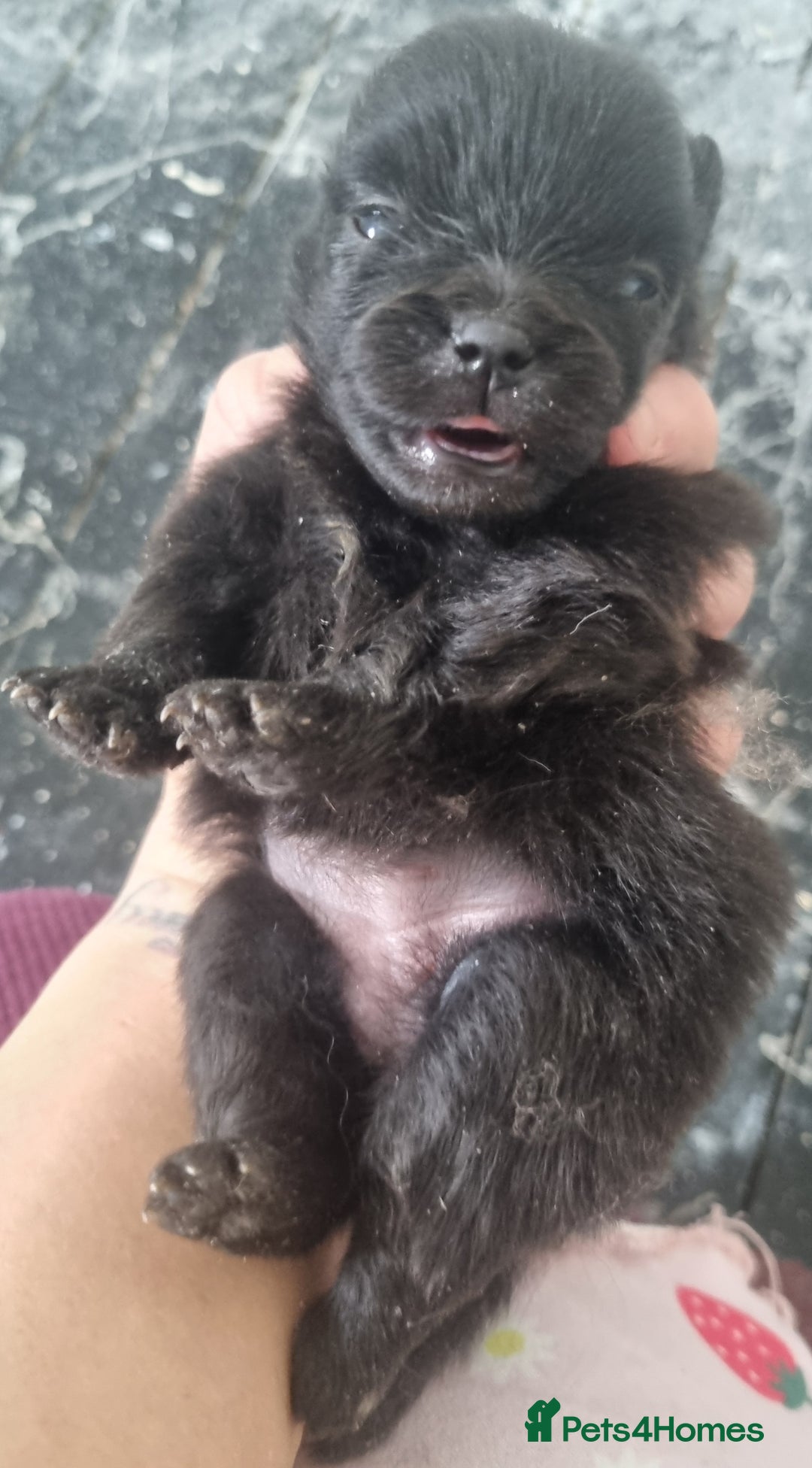 Pomeranian dogs for sale: Beautiful litter of poms  - Image 11