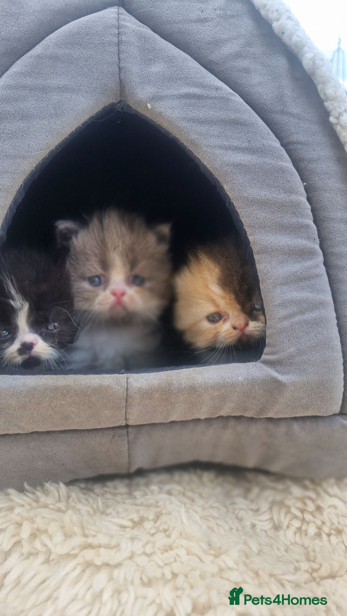Exotic cats Persian exotic kittens - Advert 1