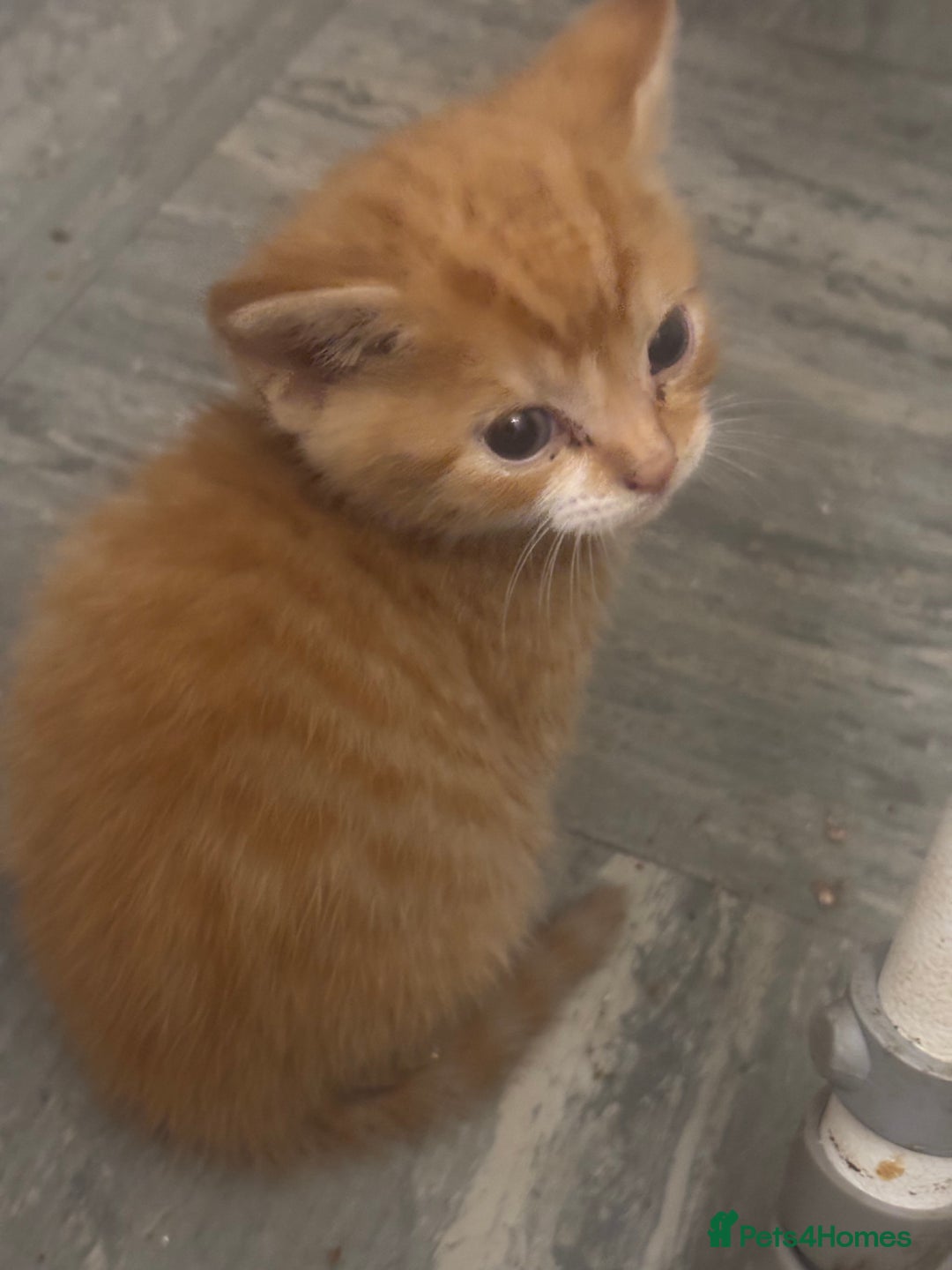 Mixed Breed cats for sale: Adorable Fluffy Kittens - Advert 19