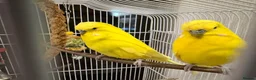 Budgerigars birds for sale: 2 beautiful young  budgies/cage/accessories - Advert 3