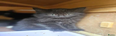 Persian 5