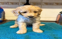 Miniature Poodle dogs for sale: Beautiful miniature poodle pups - Image 9