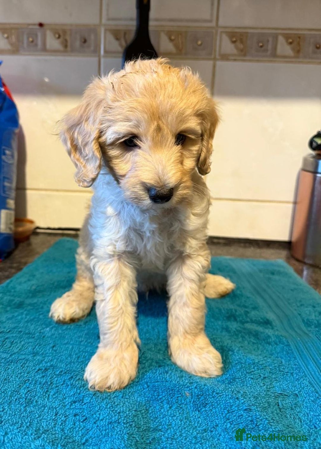 Miniature Poodle dogs for sale: Beautiful miniature poodle pups - Image 9