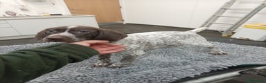 German Shorthaired Pointer Puppy 1
