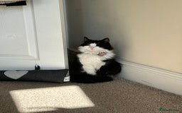 Domestic Shorthair cats for sale: Two year old female cat - Image 2