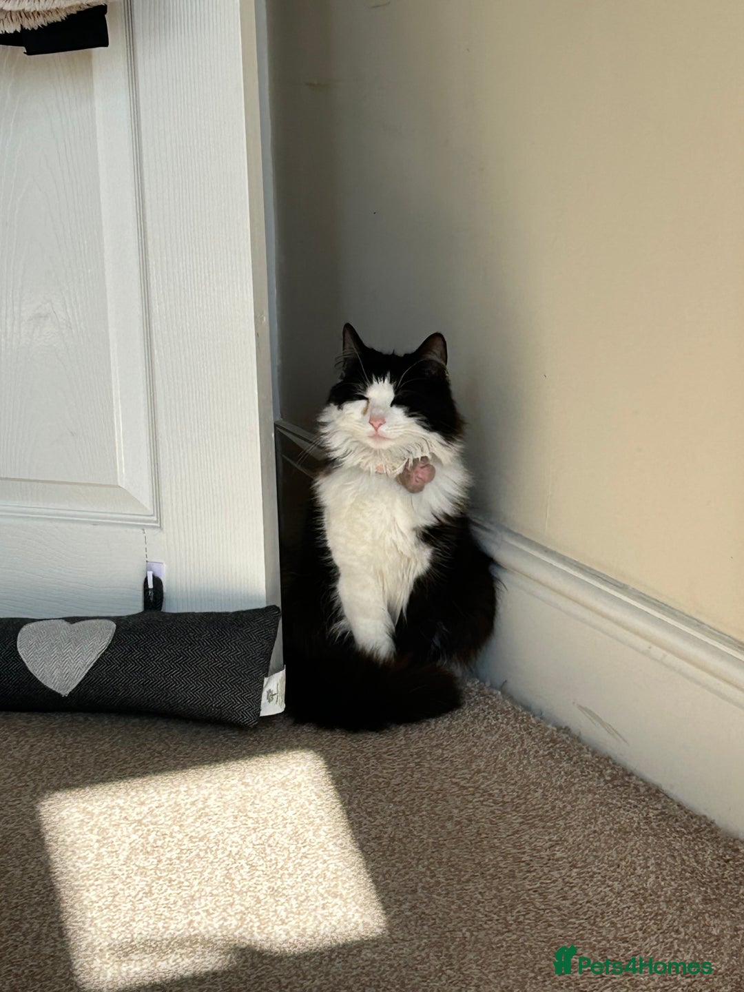Domestic Shorthair cats for sale: Two year old female cat - Image 2