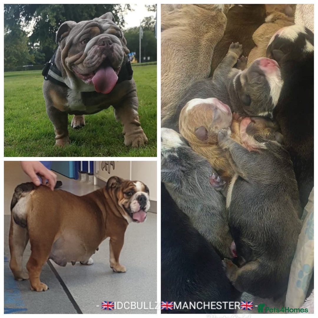 English Bulldog dogs for stud: Freddie Lilac tri stud in Manchester - Advert 15