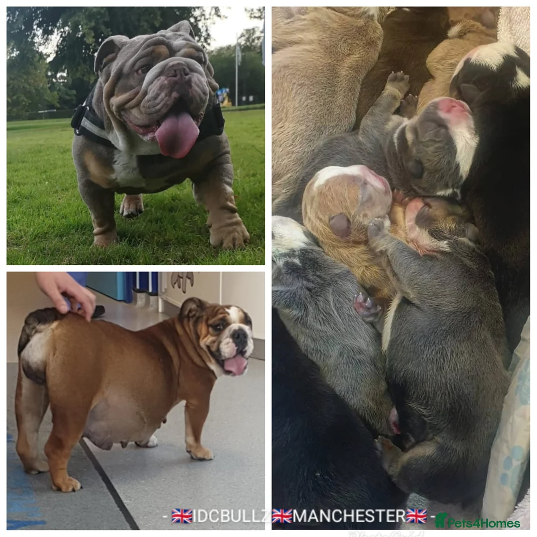 English Bulldog dogs for stud: Freddie Lilac tri stud in Manchester - Advert 15